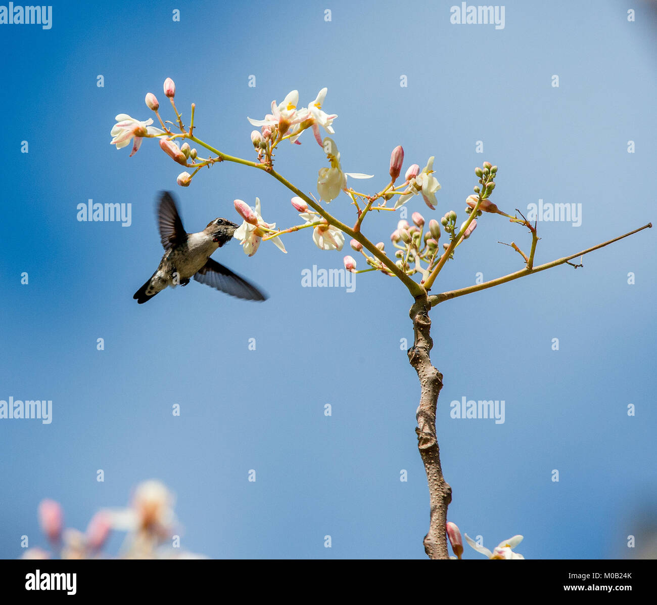 Ape cubano Hummingbird (Mellisuga helenae) singolo maschio adulto appollaiato sul ramo, penisola di Zapata, Cuba, dei Caraibi.Bee hummingbird è il più piccolo uccello Foto Stock