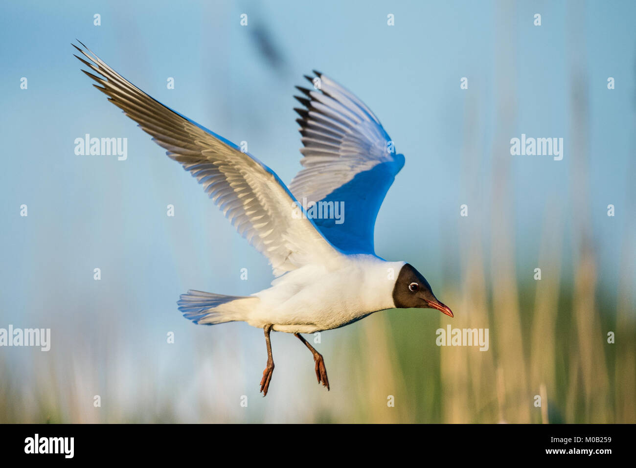 Un Nero intitolata Gabbiano sul volo.(Larus ridibundus). Il tramonto. La Russia Foto Stock