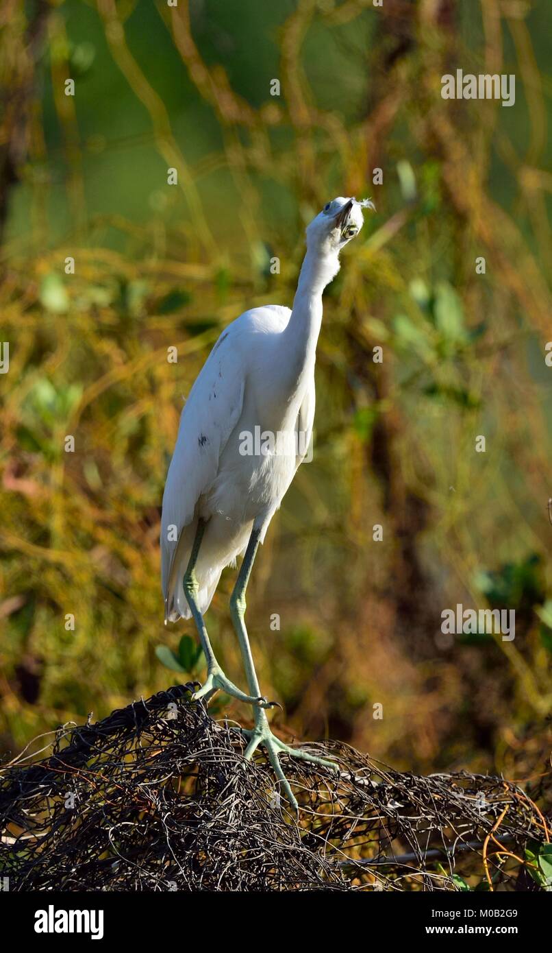 Adulto piccolo airone cenerino (Egretta caerulea) ( bianco morph )su sfondo naturale, Cuba Foto Stock