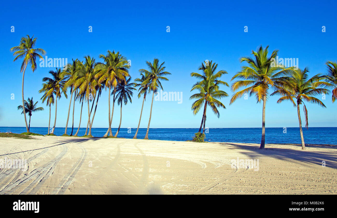 Spiaggia tropicale con palme da Punta Cana Foto Stock