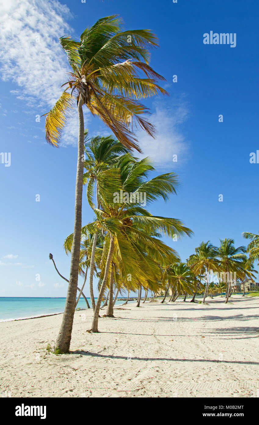 Spiaggia tropicale con palme da Punta Cana Foto Stock