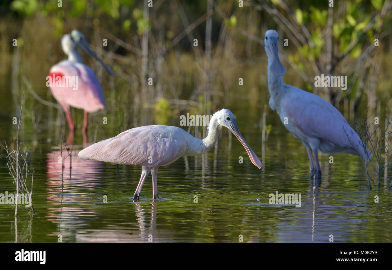 Il Roseate Spoonbill, Platalea ajaja (talvolta posizionata nel proprio genere ajaja) Foto Stock