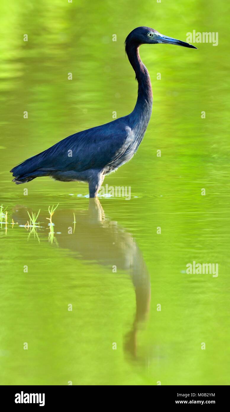 Piccolo airone cenerino (Egretta caerulea) è la pesca, va in acqua sul verde sfondo naturale, Cuba Foto Stock Piccolo airone cenerino (Egretta caerulea) è la pesca, va in acqua sul verde sfondo naturale, Cuba Foto Stock
