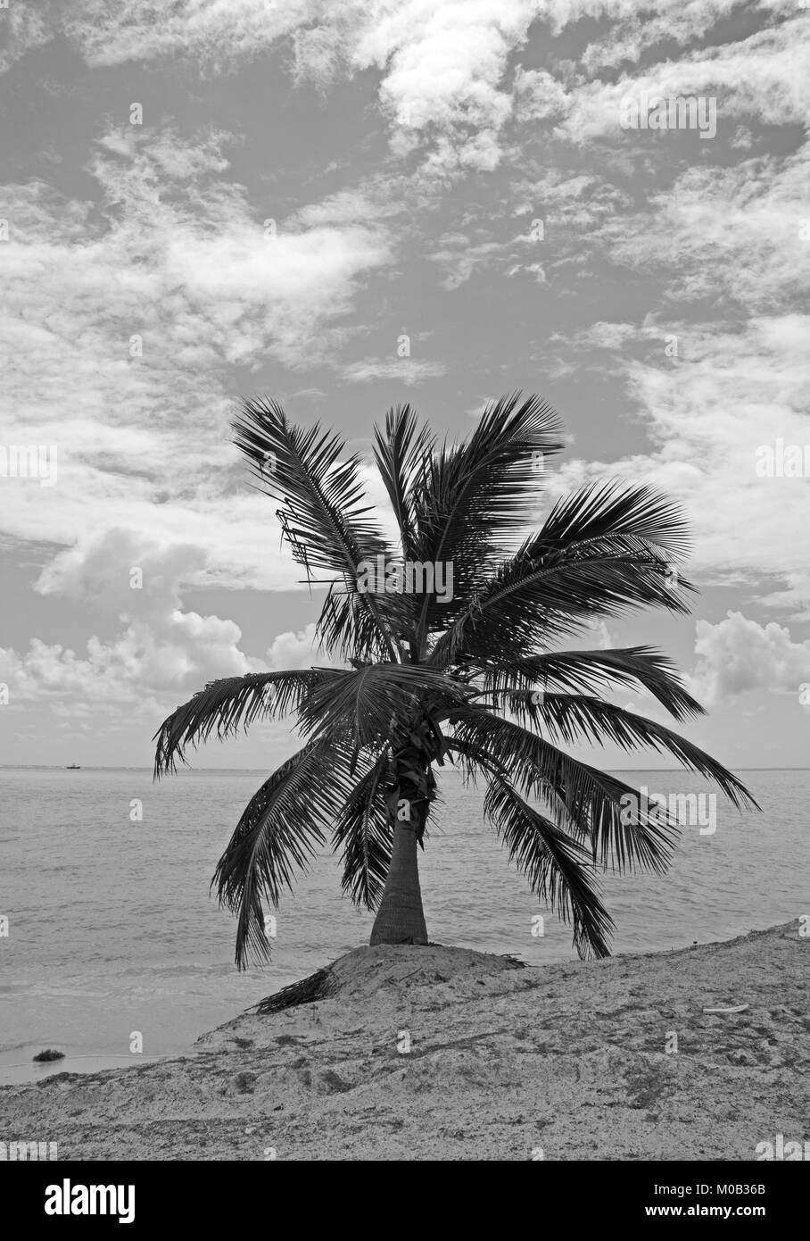 In bianco e nero la spiaggia con palme Foto Stock