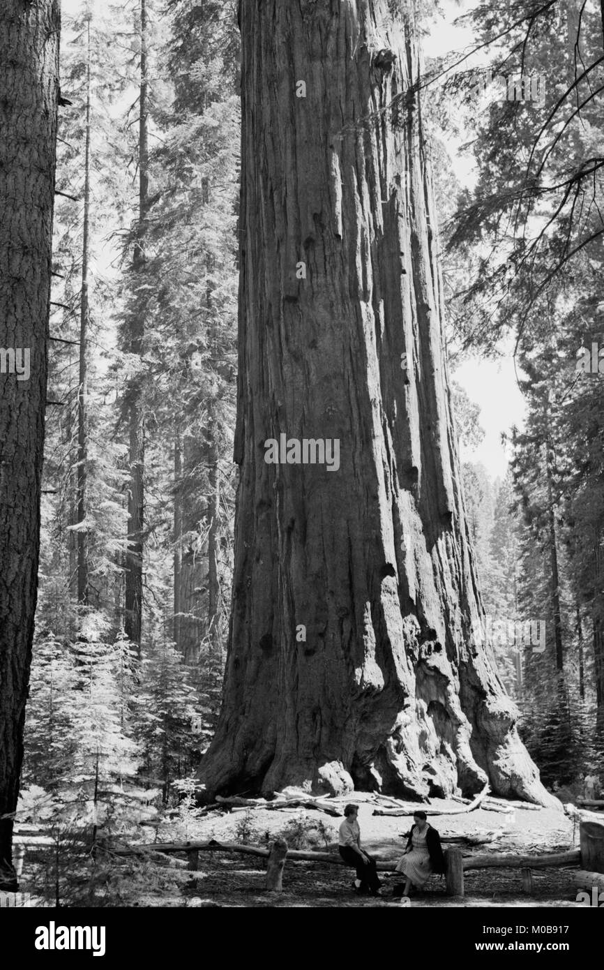 La Sherman Tree Foto Stock