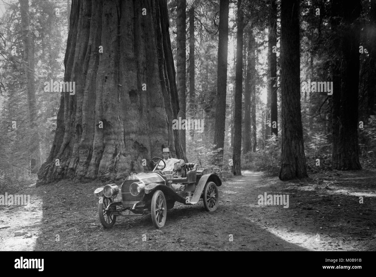 Prima auto per immettere Sequoia National Park Foto Stock