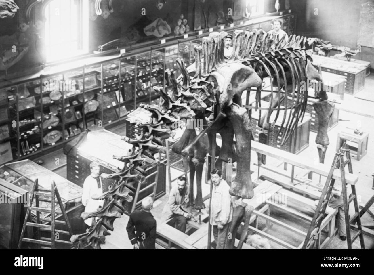 Diplodocus Dinosaur essendo assemblati in Paris Museum Foto Stock