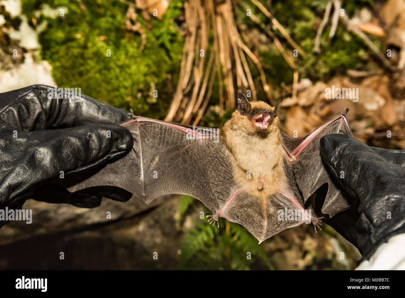 Un biologo della fauna selvatica controllare le ali di un grosso pipistrello marrone per i segni di colore bianco-naso sindrome. Foto Stock