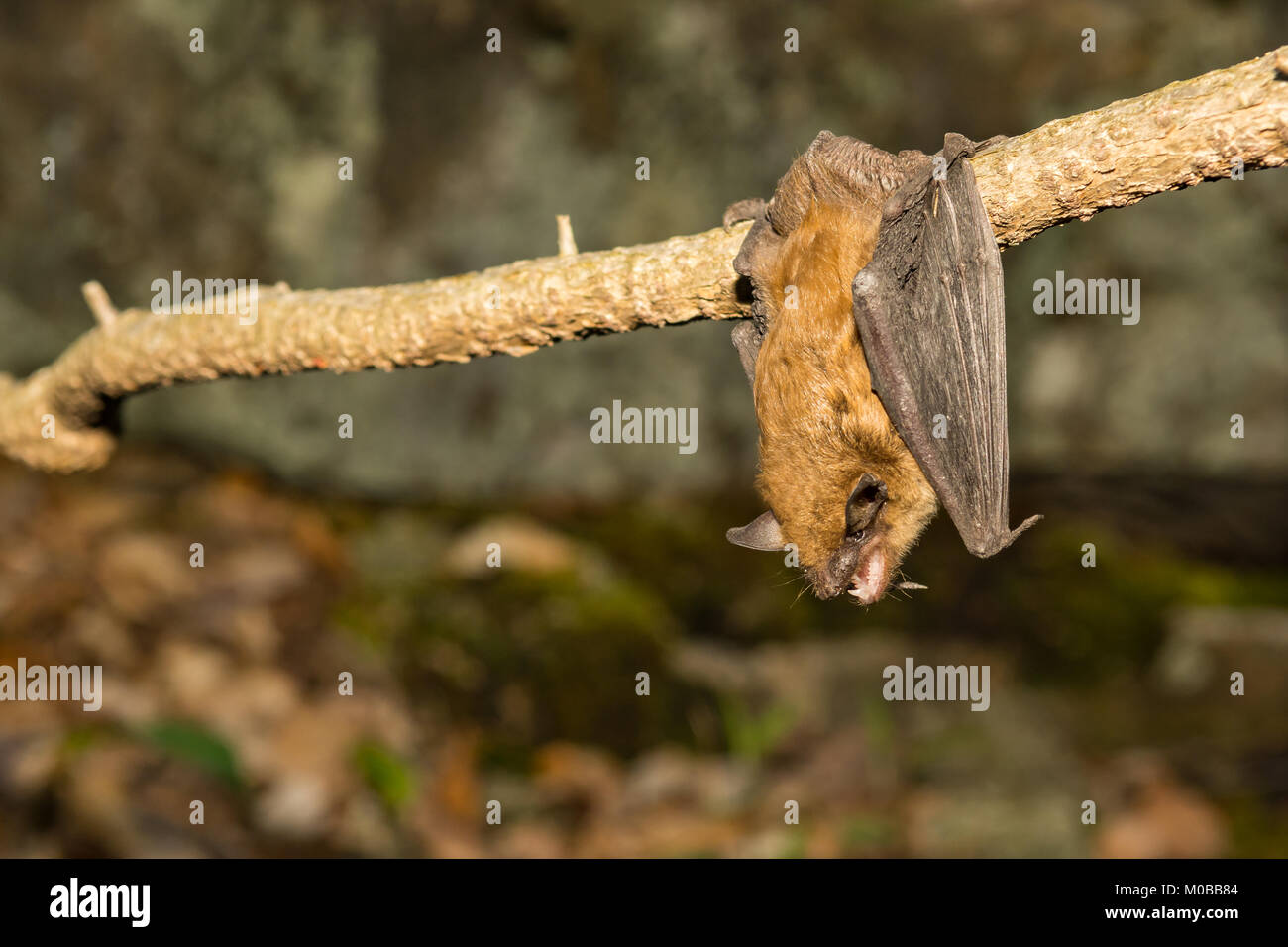 Un grande Brown Bat appesi da un vitigno appena fuori dall'entrata della grotta. Foto Stock