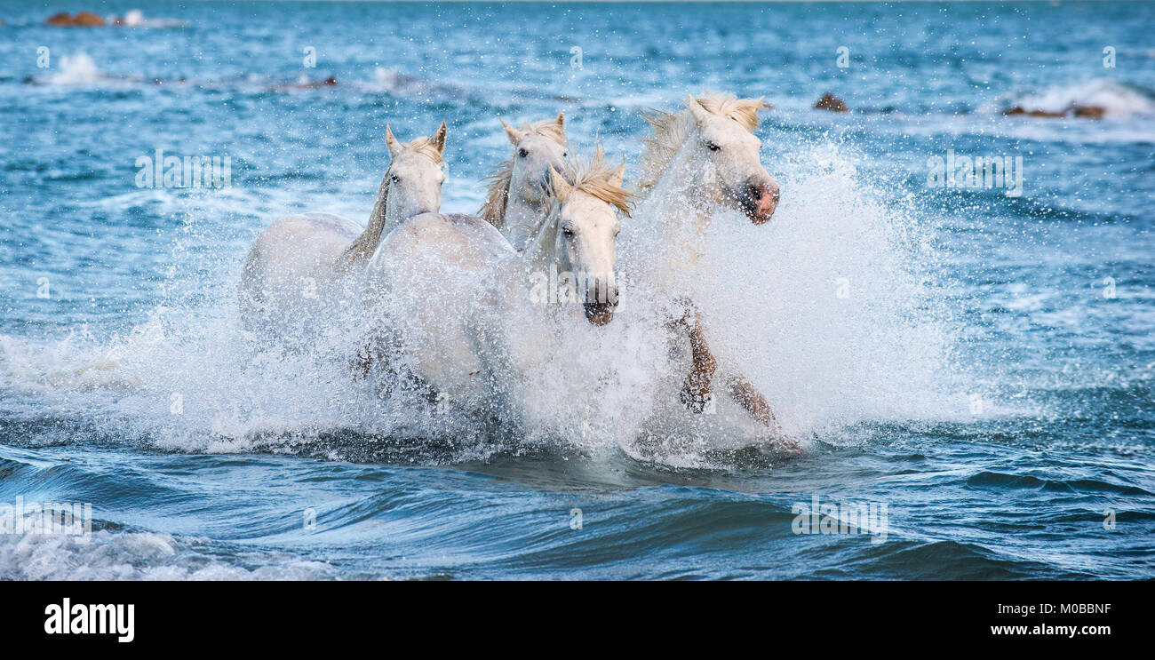 White Camargue cavalli al galoppo sulle acque blu del mare. La Francia. Foto Stock