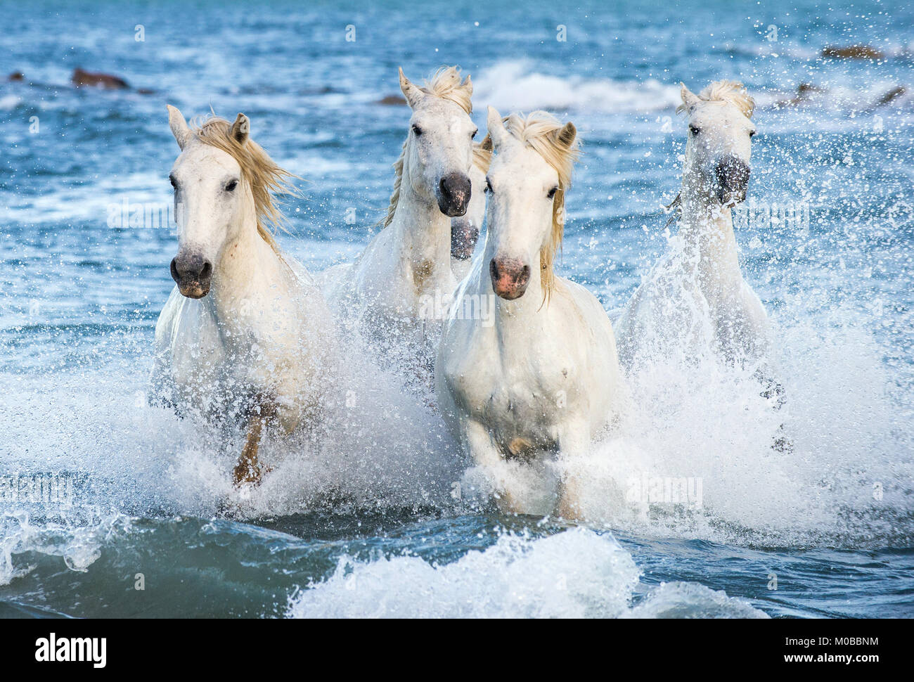 White Camargue cavalli al galoppo sulle acque blu del mare. La Francia. Foto Stock