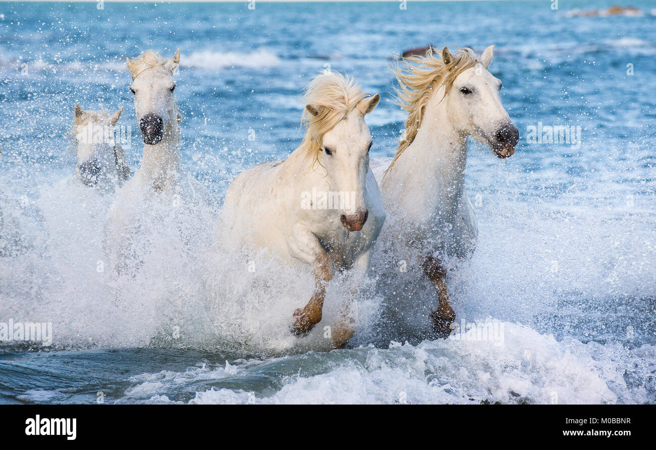 White Camargue cavalli al galoppo sulle acque blu del mare. La Francia. Foto Stock