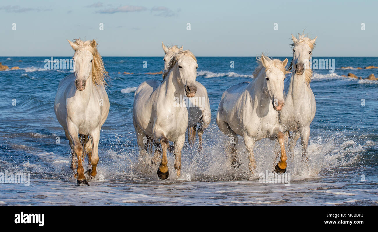 White Camargue cavalli al galoppo sulle acque blu del mare. La Francia. Foto Stock