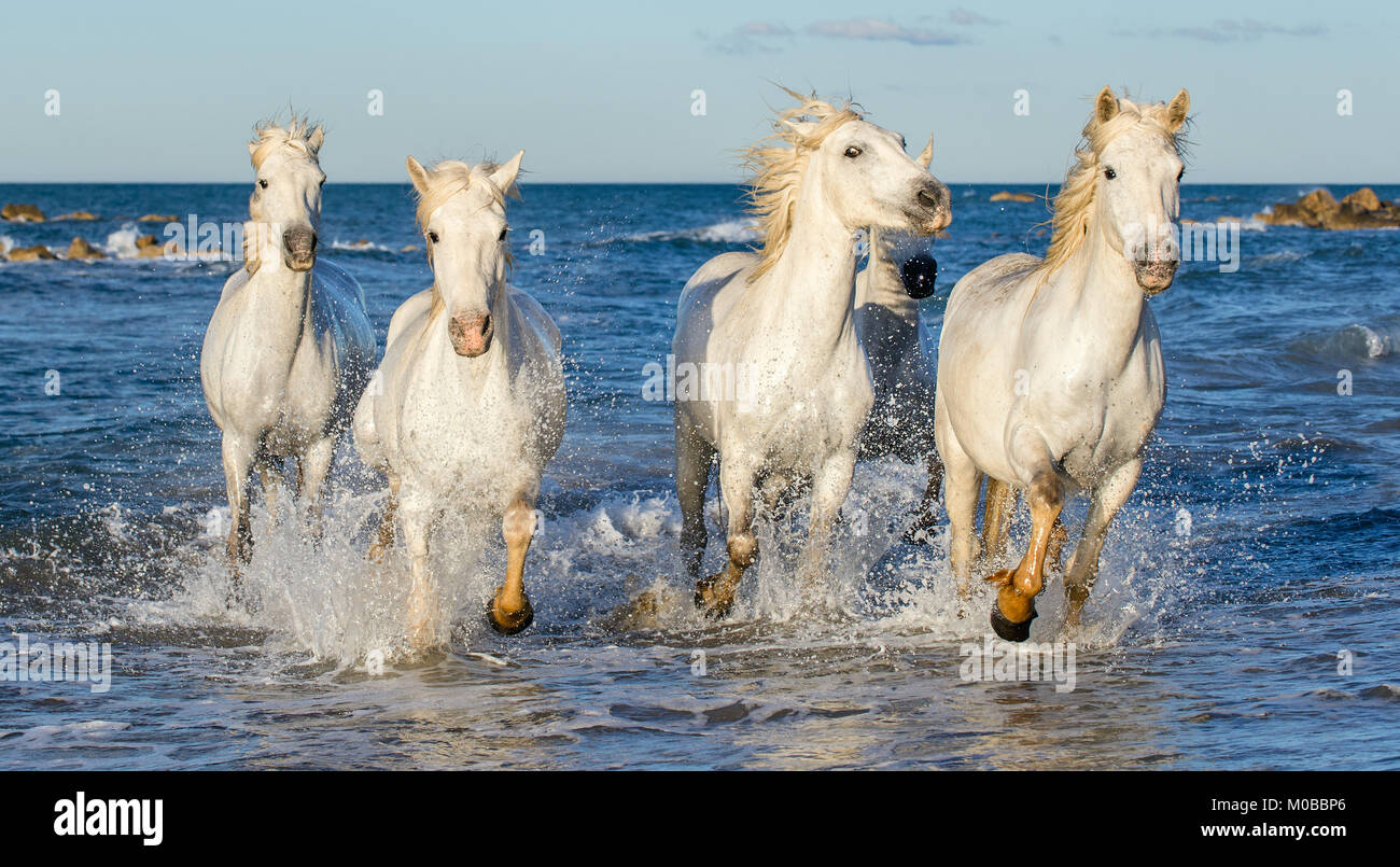 White Camargue cavalli al galoppo sulle acque blu del mare. La Francia. Foto Stock