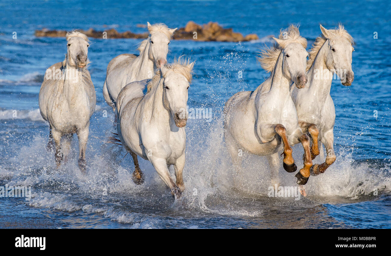 White Camargue cavalli al galoppo sulle acque blu del mare. La Francia. Foto Stock