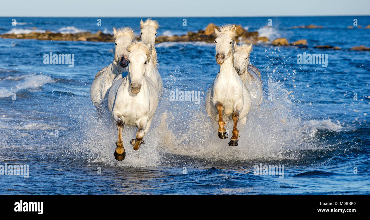 White Camargue cavalli al galoppo sulle acque blu del mare. La Francia. Foto Stock