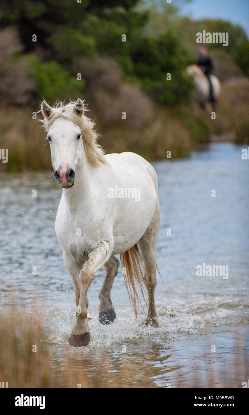 Camargue bianco cavallo al galoppo attraverso l'acqua. Parc Regional de Camargue - Provenza, Francia Foto Stock