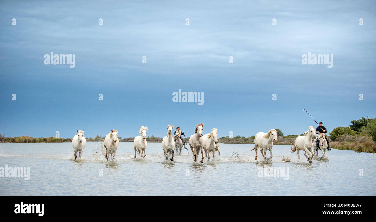 White Camargue cavalli al galoppo attraverso l'acqua. Parc Regional de Camargue - Provenza, Francia Foto Stock