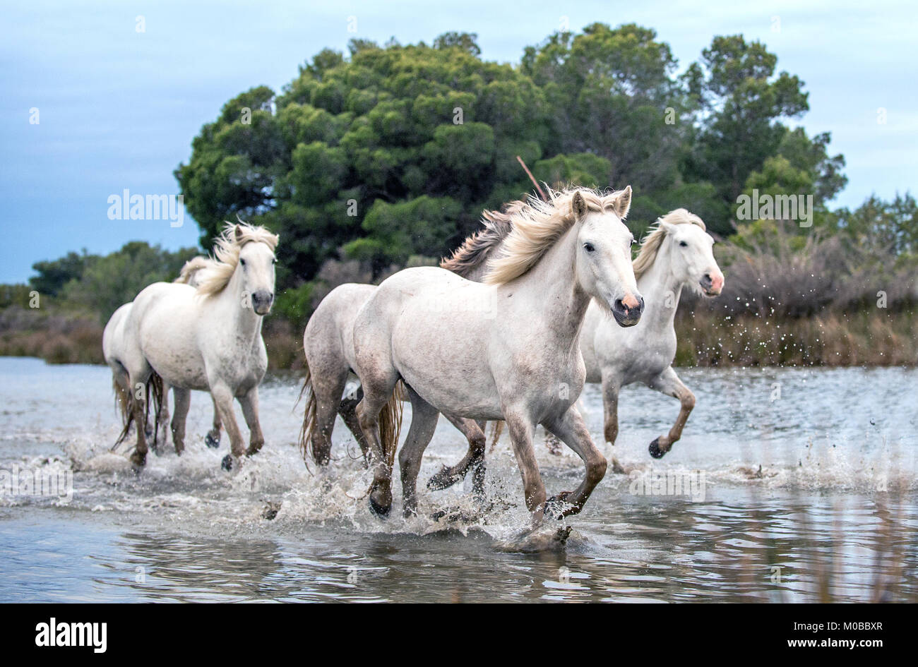 White Camargue cavalli al galoppo attraverso l'acqua. Parc Regional de Camargue - Provenza, Francia Foto Stock