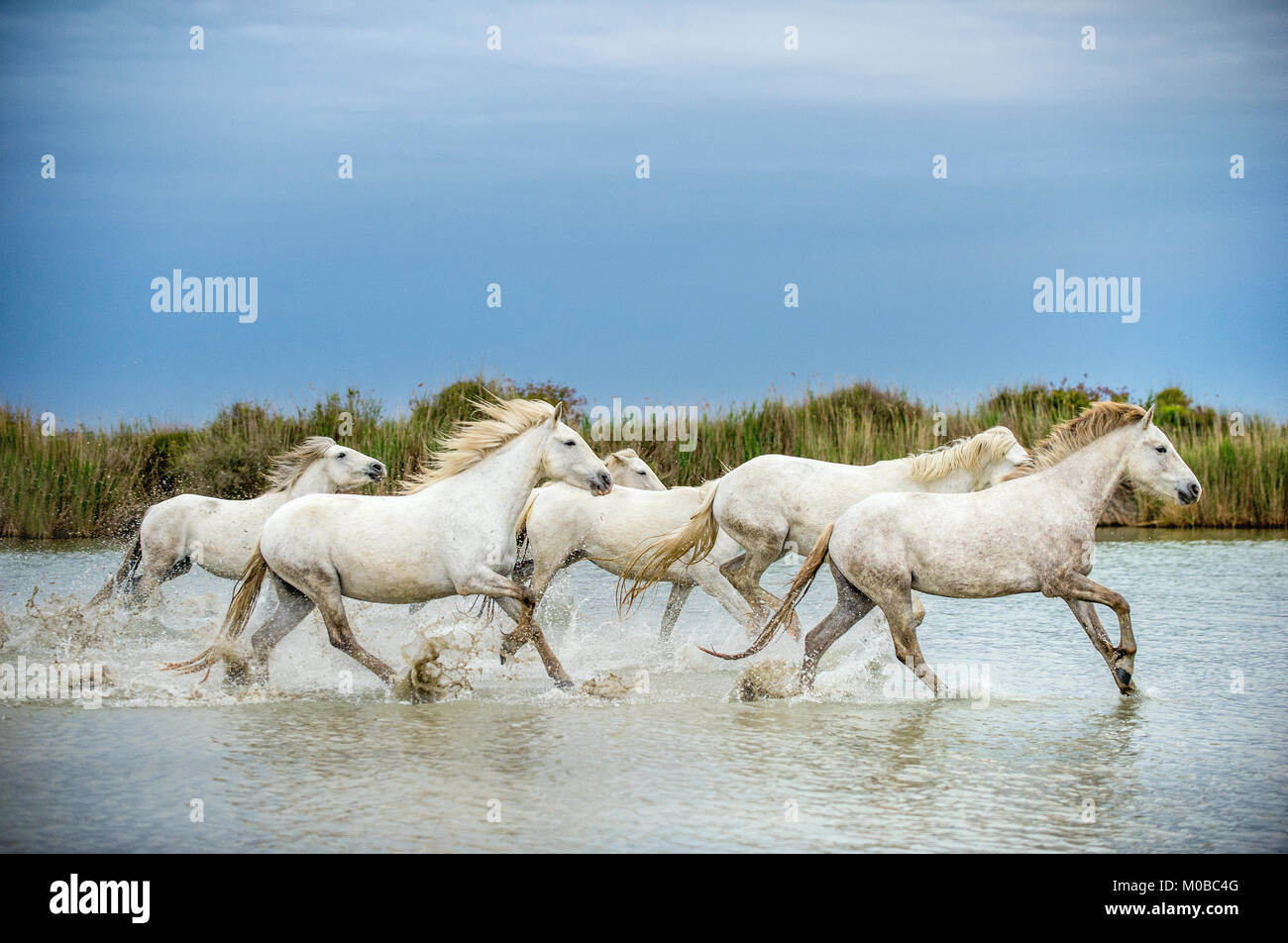 White Camargue cavalli al galoppo attraverso l'acqua. Parc Regional de Camargue - Provenza, Francia Foto Stock