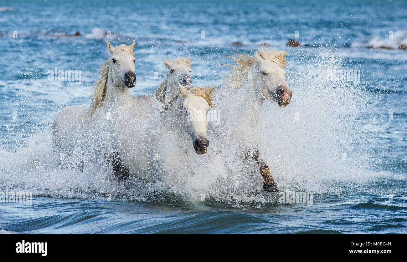 White Camargue cavalli al galoppo sulle acque blu del mare. La Francia. Foto Stock