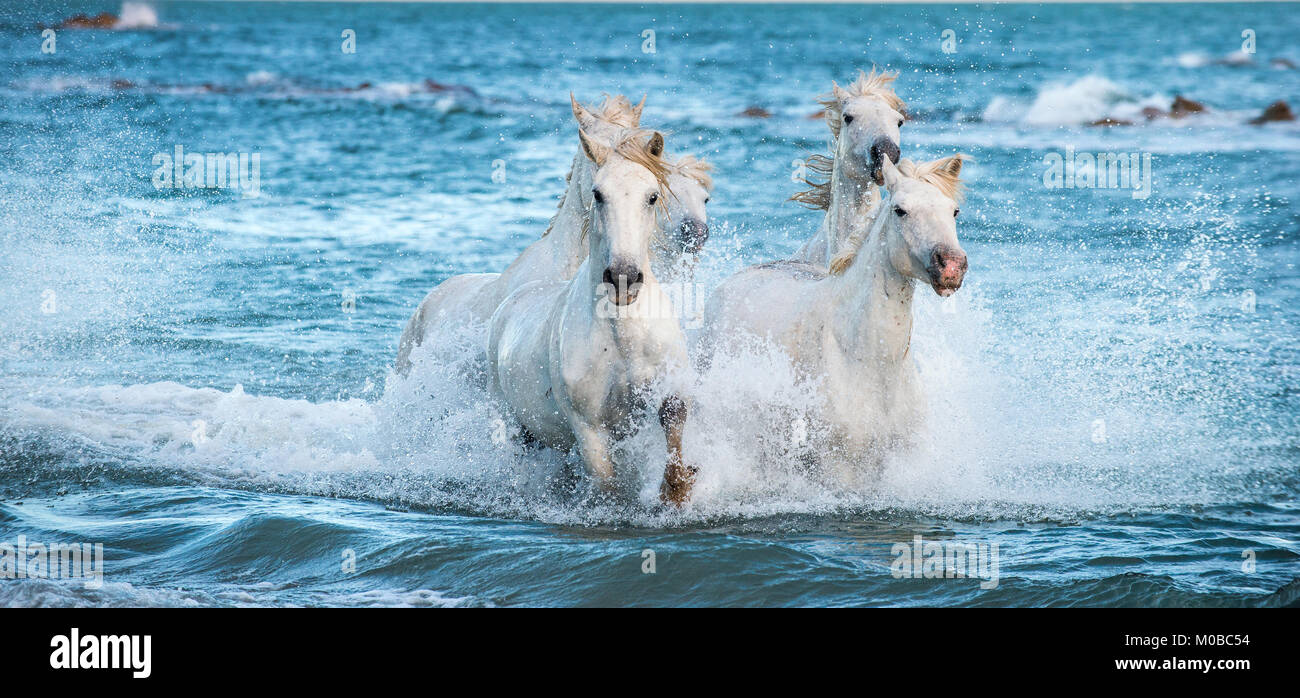 White Camargue cavalli al galoppo sulle acque blu del mare. La Francia. Foto Stock