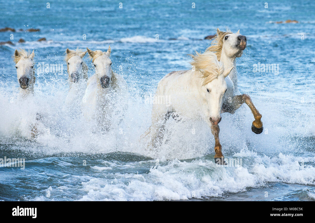 White Camargue cavalli al galoppo sulle acque blu del mare. La Francia. Foto Stock