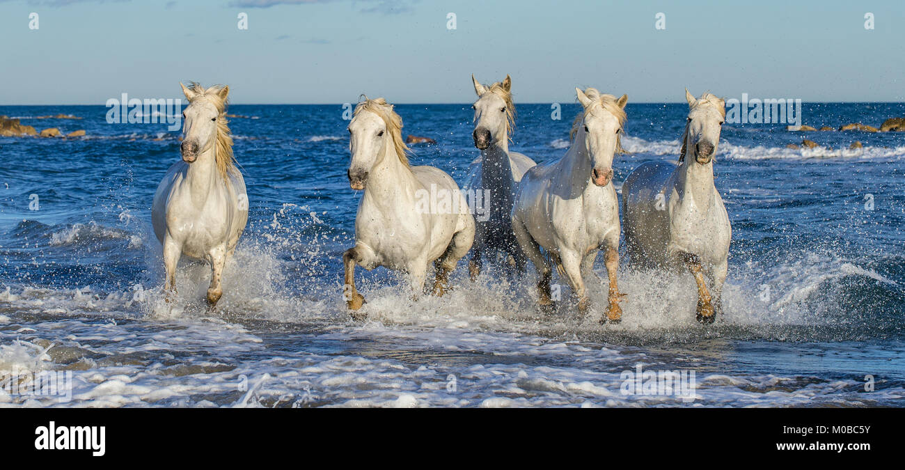 White Camargue cavalli al galoppo sulle acque blu del mare. La Francia. Foto Stock