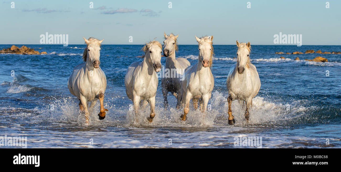 White Camargue cavalli al galoppo sulle acque blu del mare. La Francia. Foto Stock