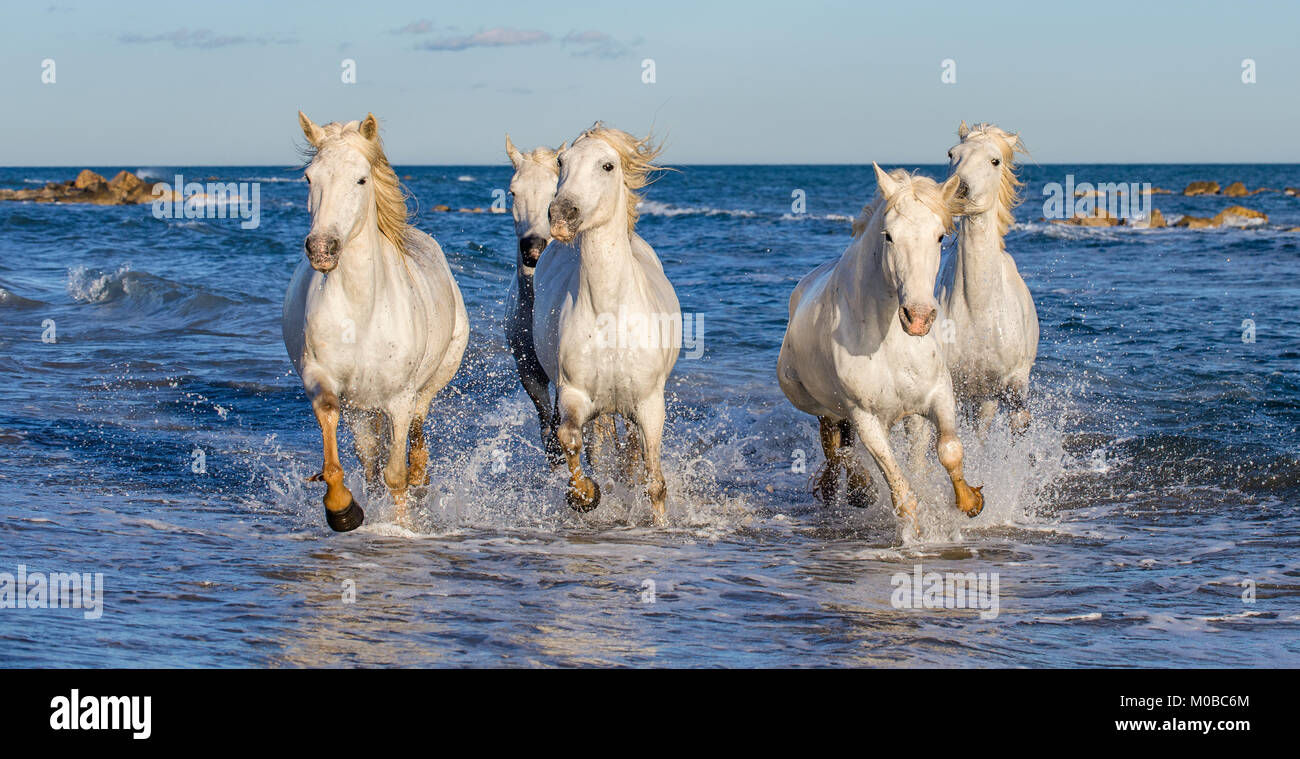 White Camargue cavalli al galoppo sulle acque blu del mare. La Francia. Foto Stock