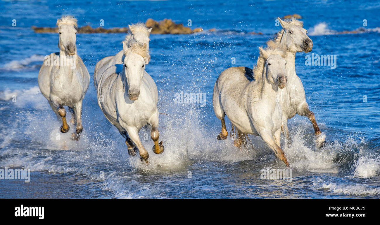 White Camargue cavalli al galoppo sulle acque blu del mare. La Francia. Foto Stock