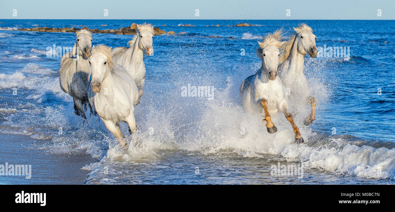 White Camargue cavalli al galoppo sulle acque blu del mare. La Francia. Foto Stock