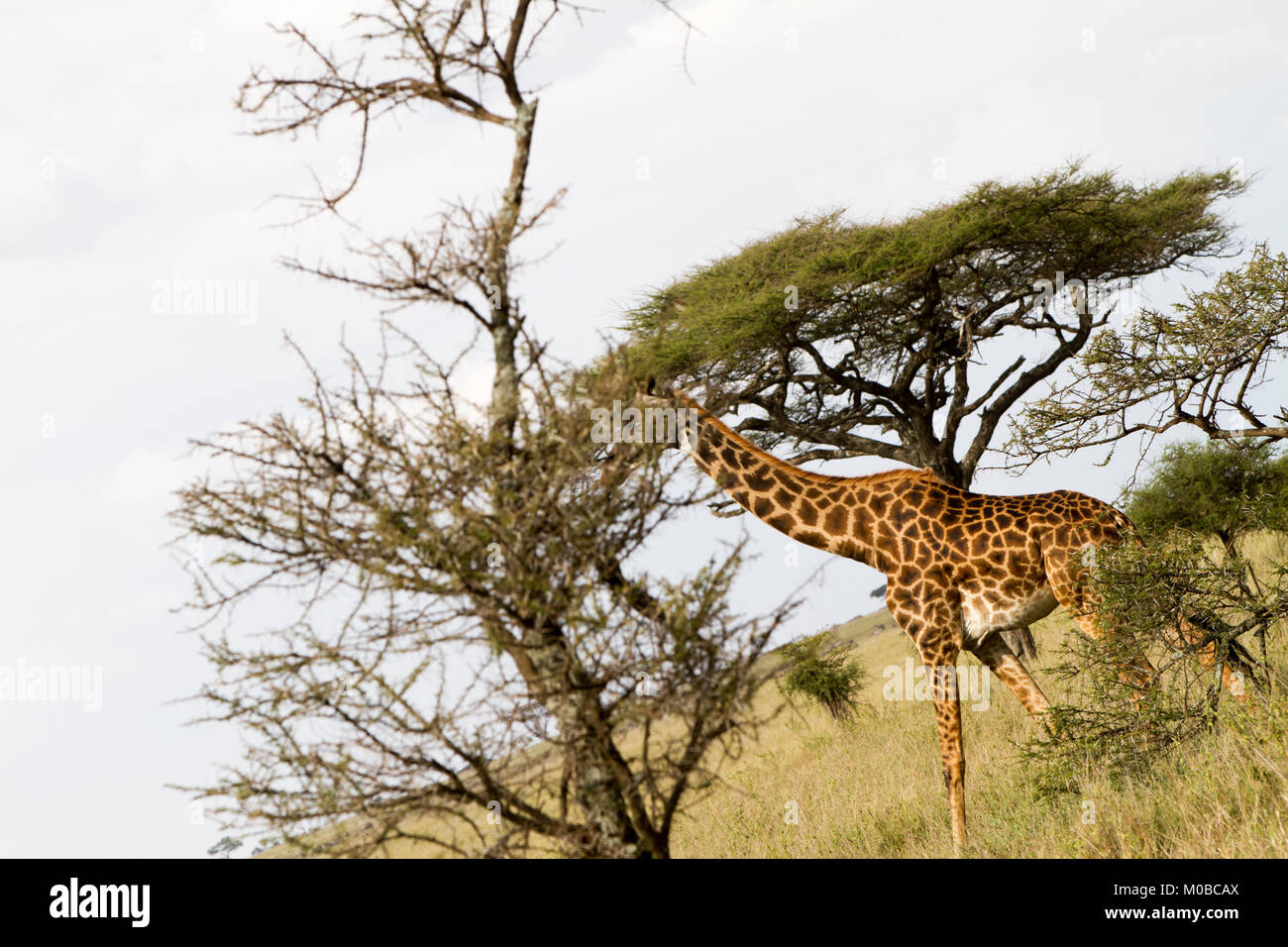 La giraffa (giraffa), il genere di African anche-toed mammiferi ungulati, il più alto vivono animali terrestri e il più grande dei ruminanti, parte la grande FIV Foto Stock