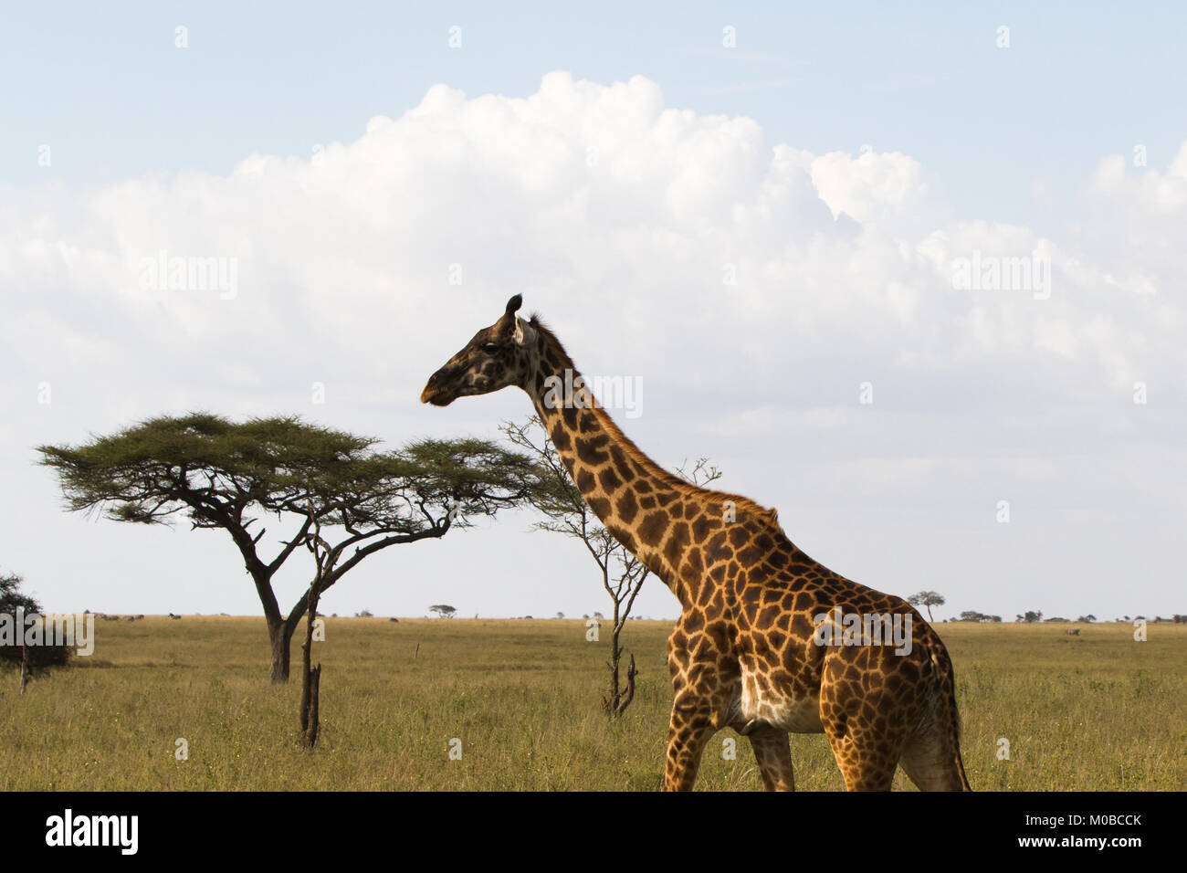 La giraffa (giraffa), il genere di African anche-toed mammiferi ungulati, il più alto vivono animali terrestri e il più grande dei ruminanti, parte la grande FIV Foto Stock
