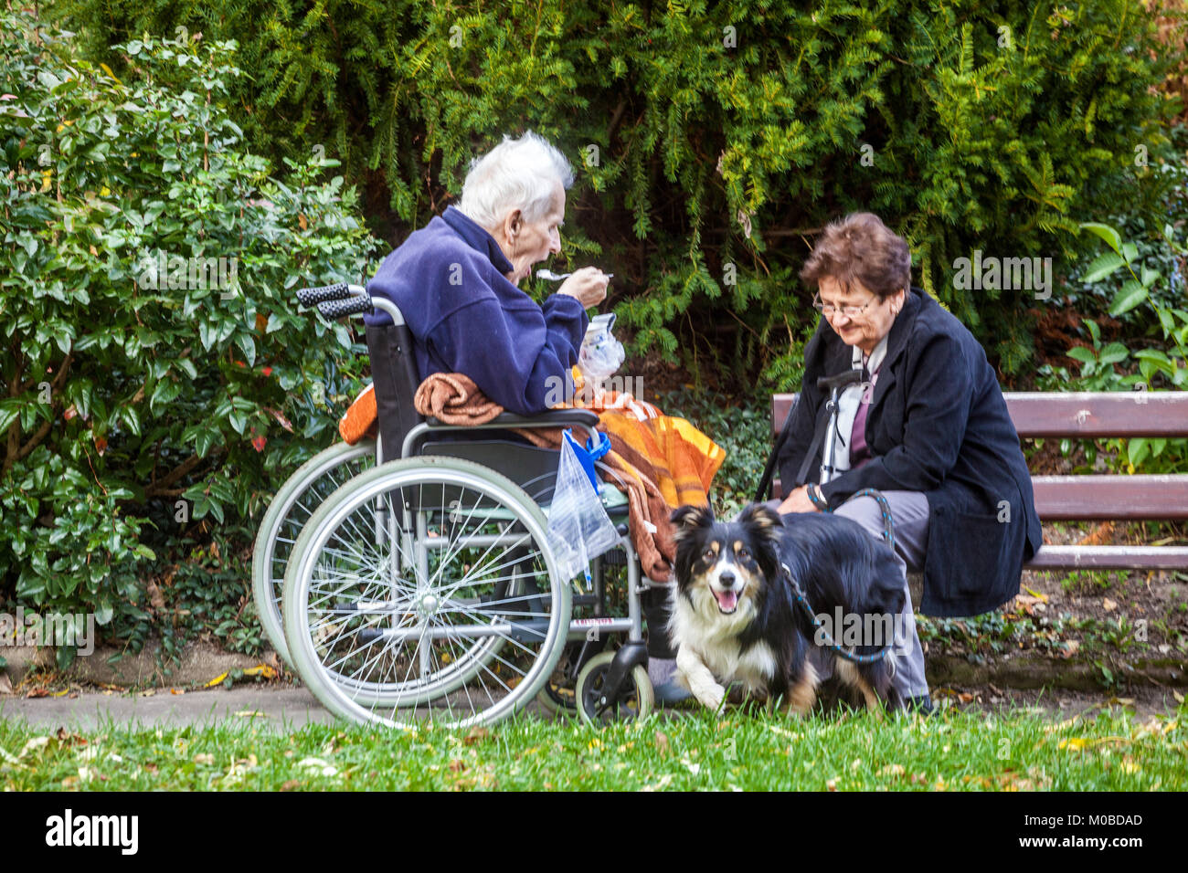 Sedia a rotelle senior in un giardino, coppia anziana, cane uomo e cane donna anziana generazione anziana in età adulta seduti insieme Foto Stock