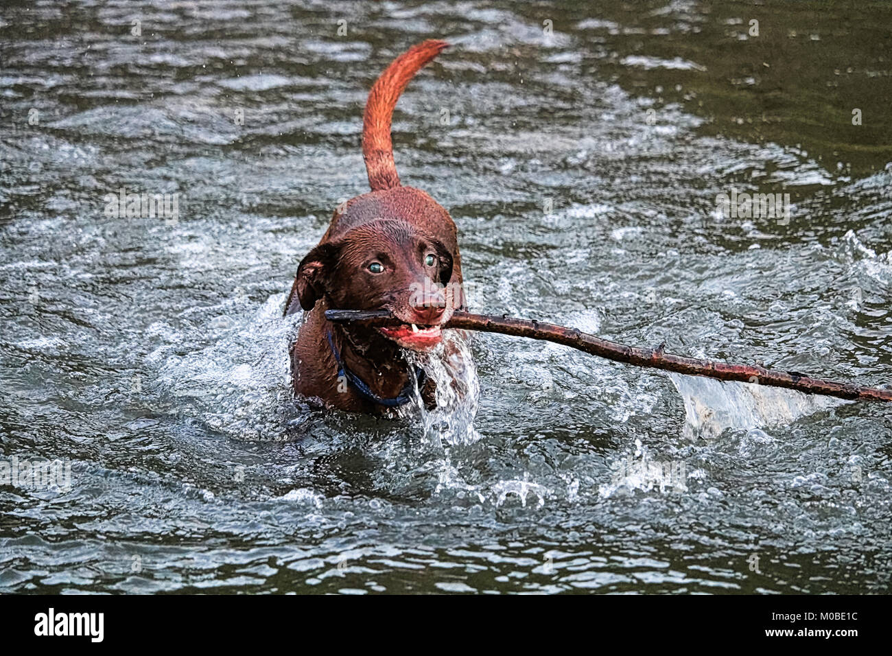 Un cane la riproduzione di fetch in acqua con un bastone di grandi dimensioni Foto Stock