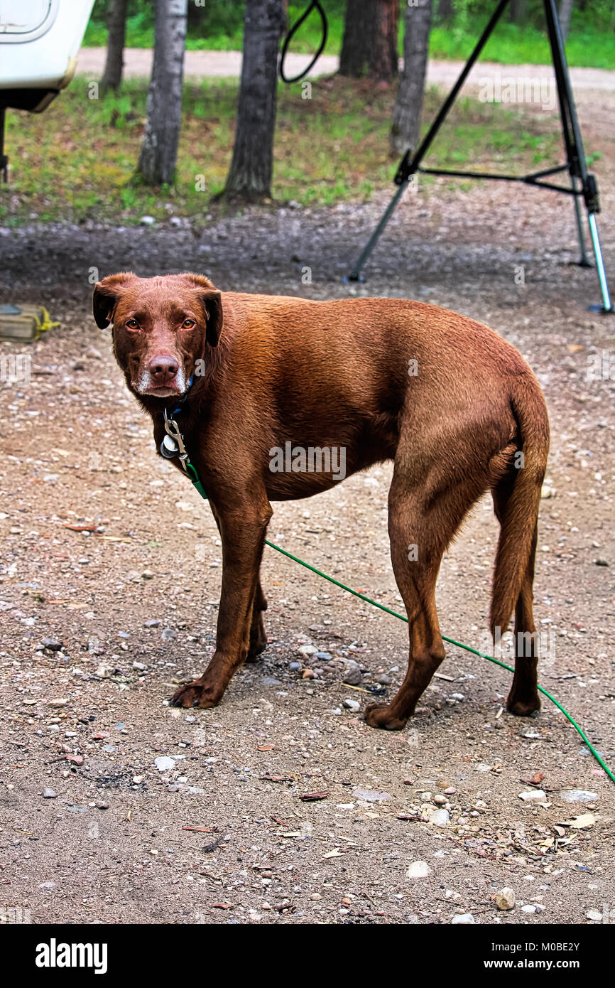 Un cane che è stato punito guardando molto triste Foto Stock