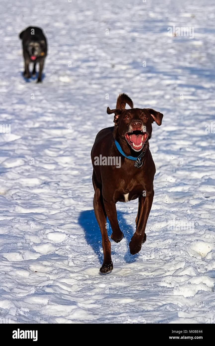 Un cane derpy in esecuzione nella neve con un cane senior dietro Foto Stock