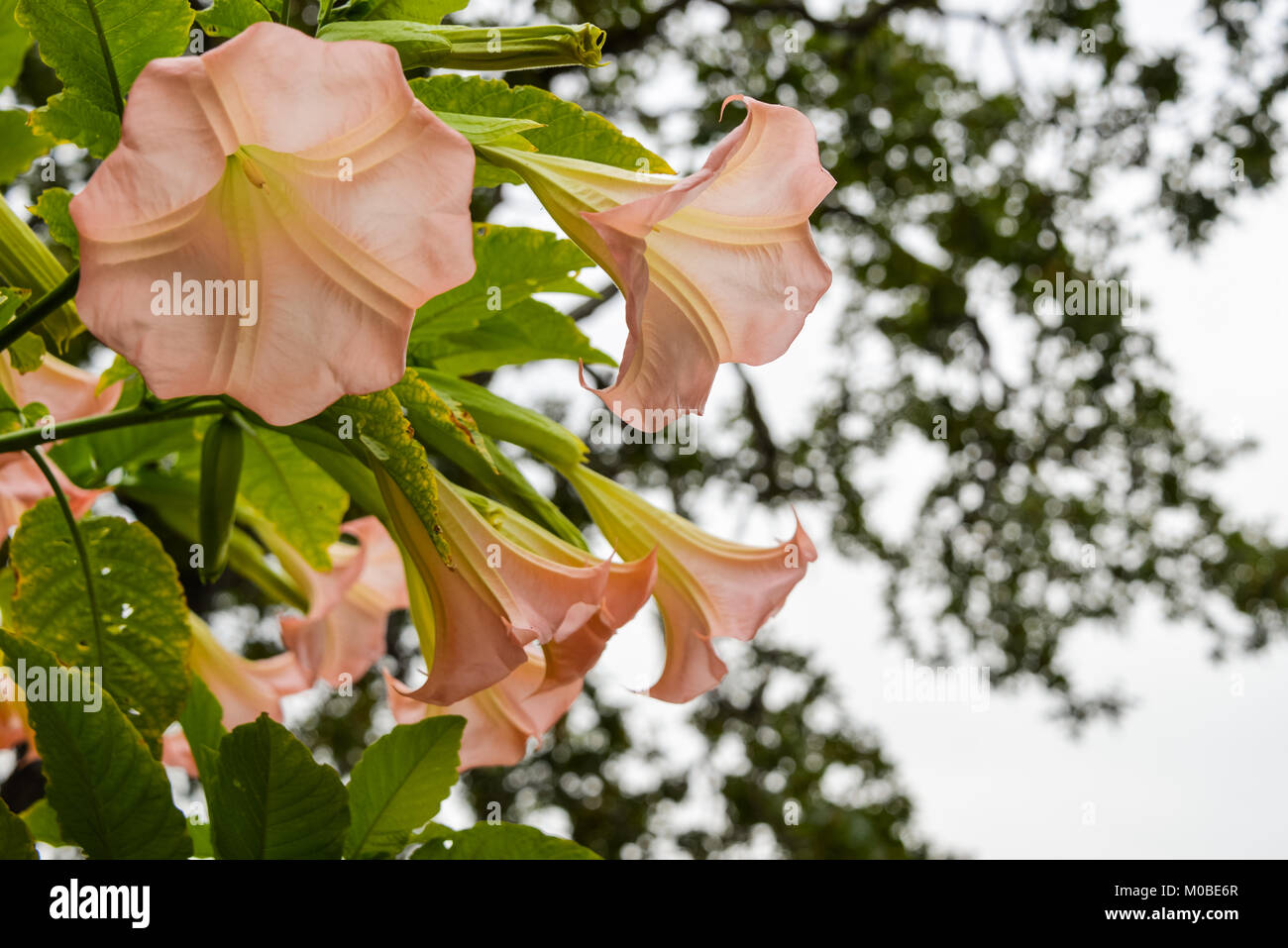 Bella colorata piena fioritura Datura, Luna Fiore, Angelo fiori a campana sulla protezione isola, nei pressi di Nanaimo nella British Columbia, Canada. Foto Stock