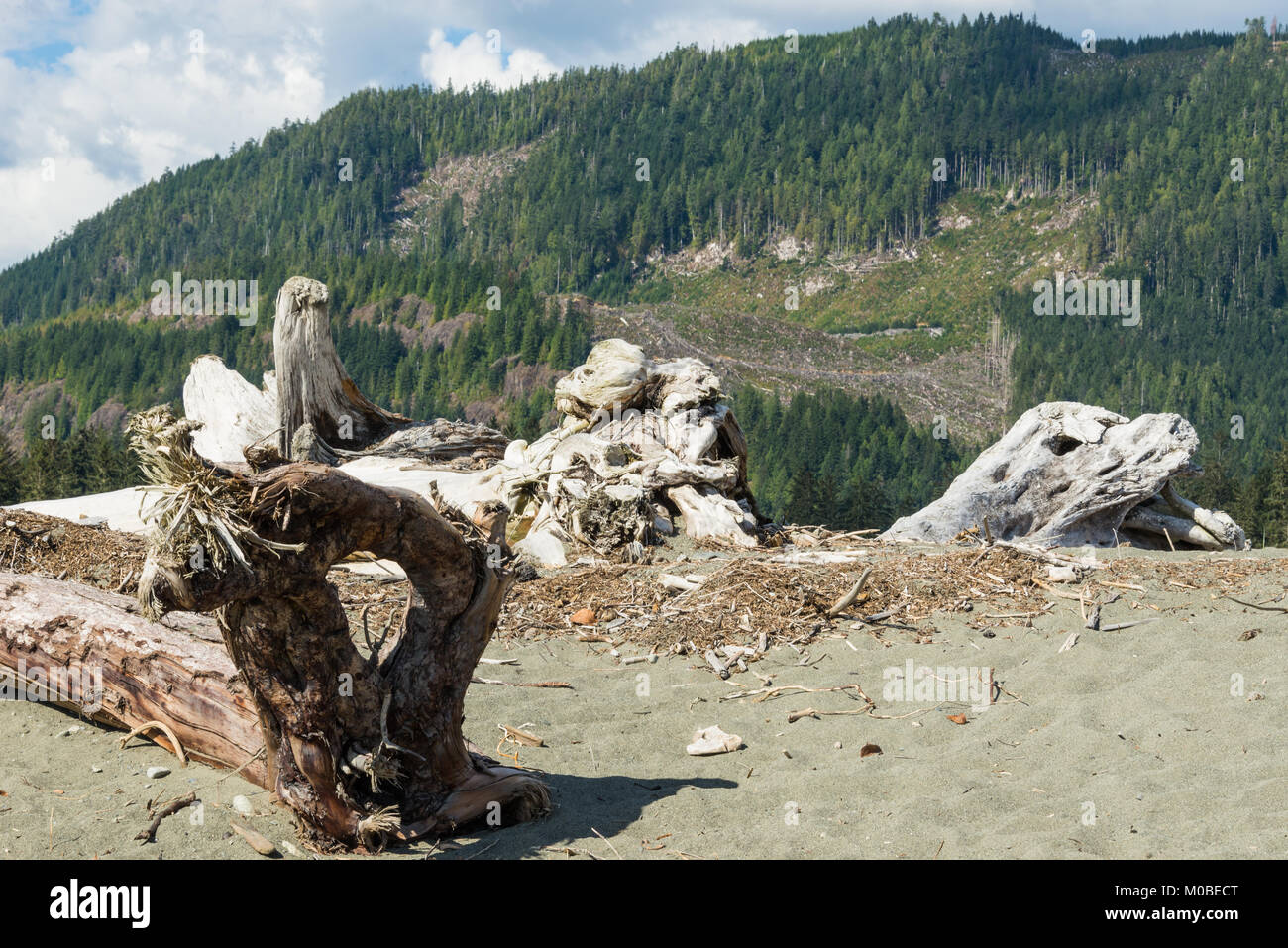 L'immagine orizzontale di grandi di età driftwood su di una spiaggia di sabbia con una alberata sfondo di montagna, di banchi di cielo blu e nuvole bianche. Foto Stock