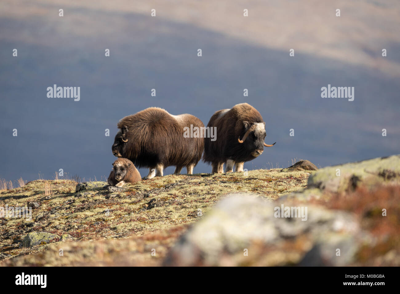 Musk ox, Monte Dovre in Norvegia 2016 Foto Stock