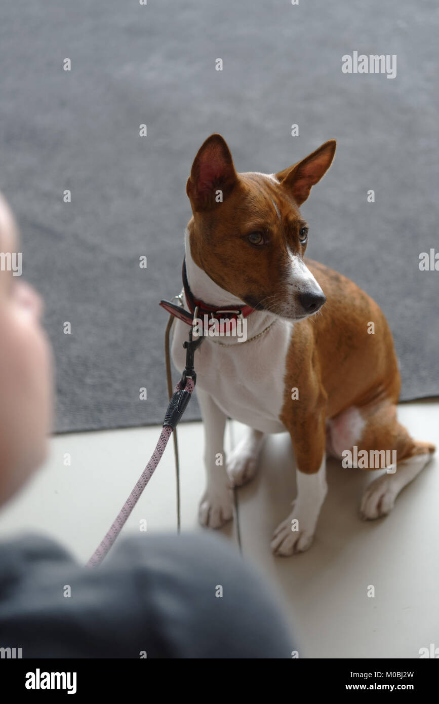 San Pietroburgo, Russia - 23 Aprile 2017: Proprietario con Basenji cane sul dog show molla Pietroburgo 2017. Questo international dog show è detenuto per il 15 Foto Stock