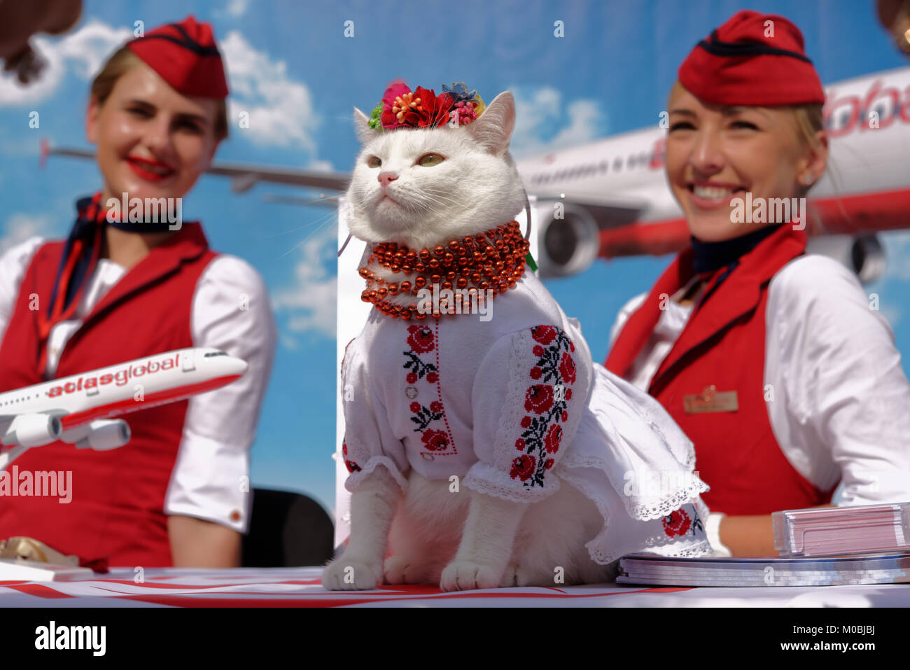 Kiev, Ucraina - 1 ottobre 2016: Gatto bianco vestito in costume nazionale ucraino e headdress fiore in promozione della compagnia aerea turca Atlas Global Foto Stock