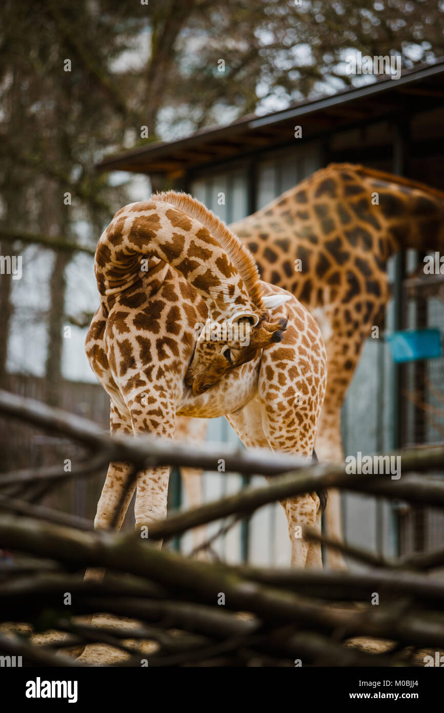 Funny giovane africano giraffa bambino twisted il suo collo per lana pulita, lavate sullo sfondo dei genitori di adulto giraffe. Foto Stock