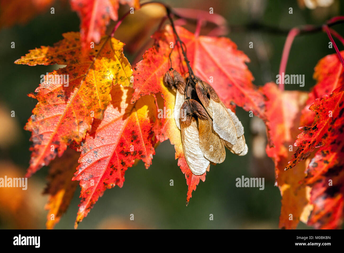 Acer tataricum Ginnala, acero Tatar o acero Tatariano, foglie d'autunno rosso Foto Stock