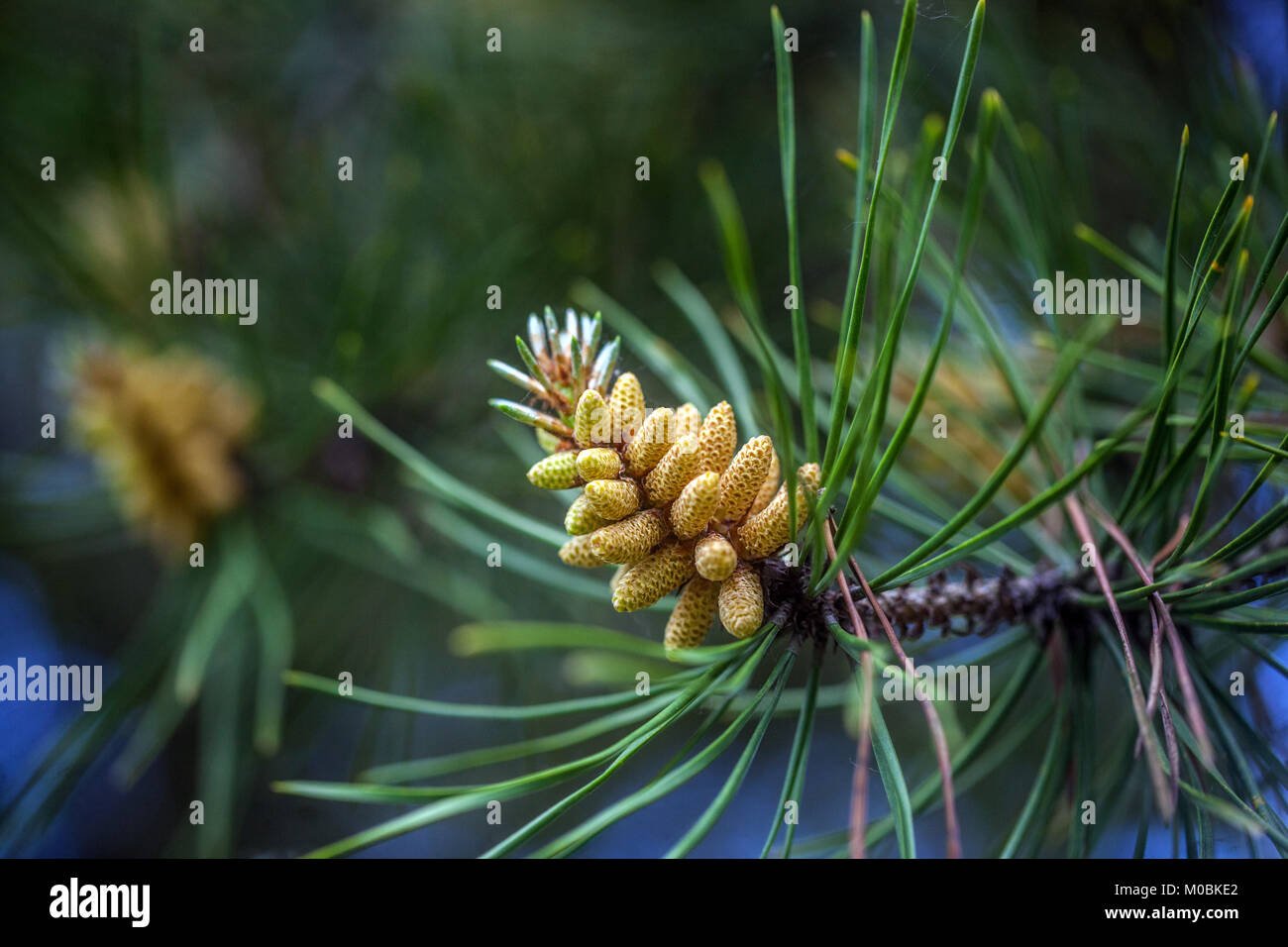 Pinus murraybanksiana, coni primaverili maschi Foto Stock