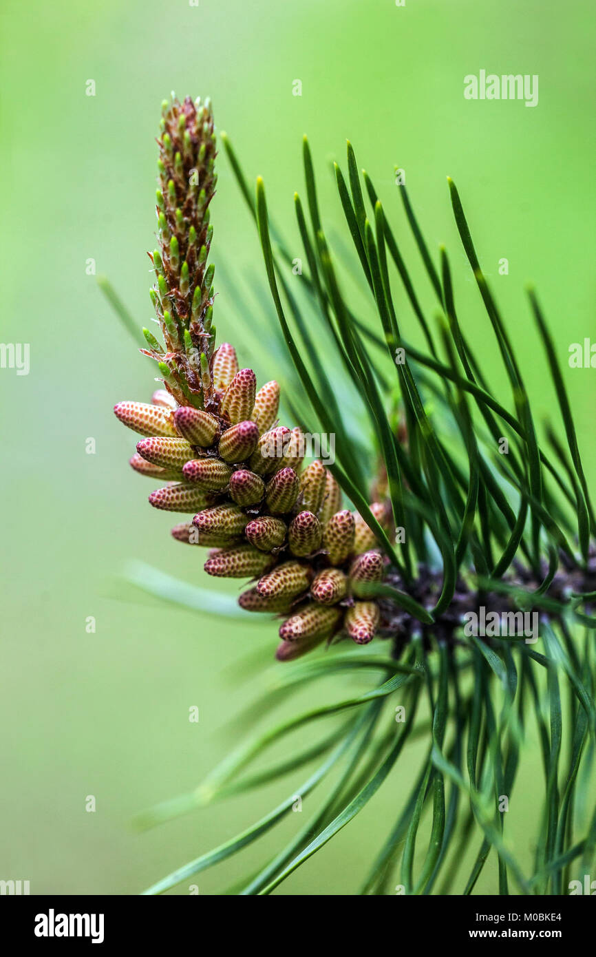 Pinus x murraybanksiana coni primaverili Foto Stock