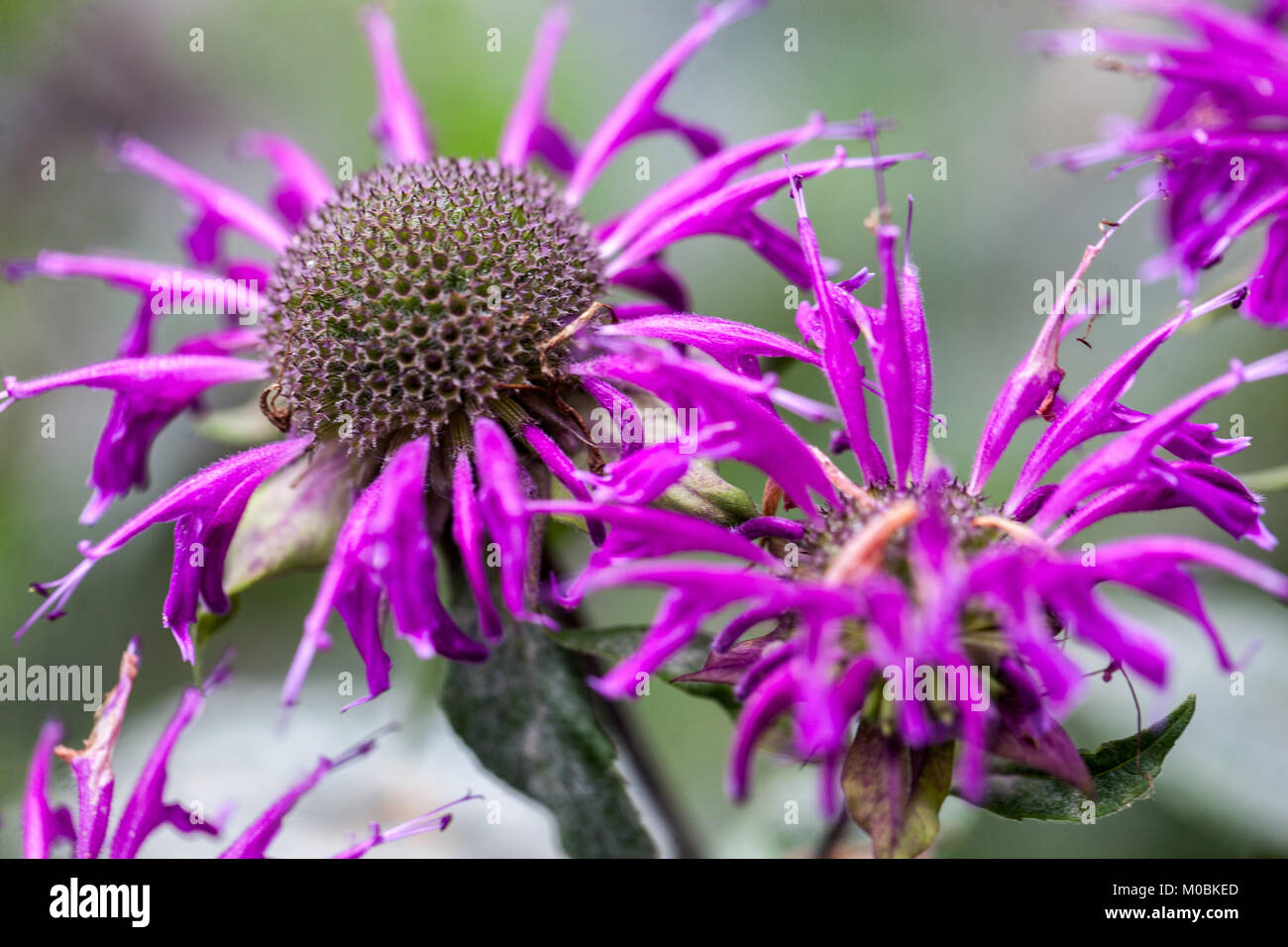 Viola Monarda fistulosa Blaustkumpf, Bergamot erbacea pianta perenne dura Foto Stock