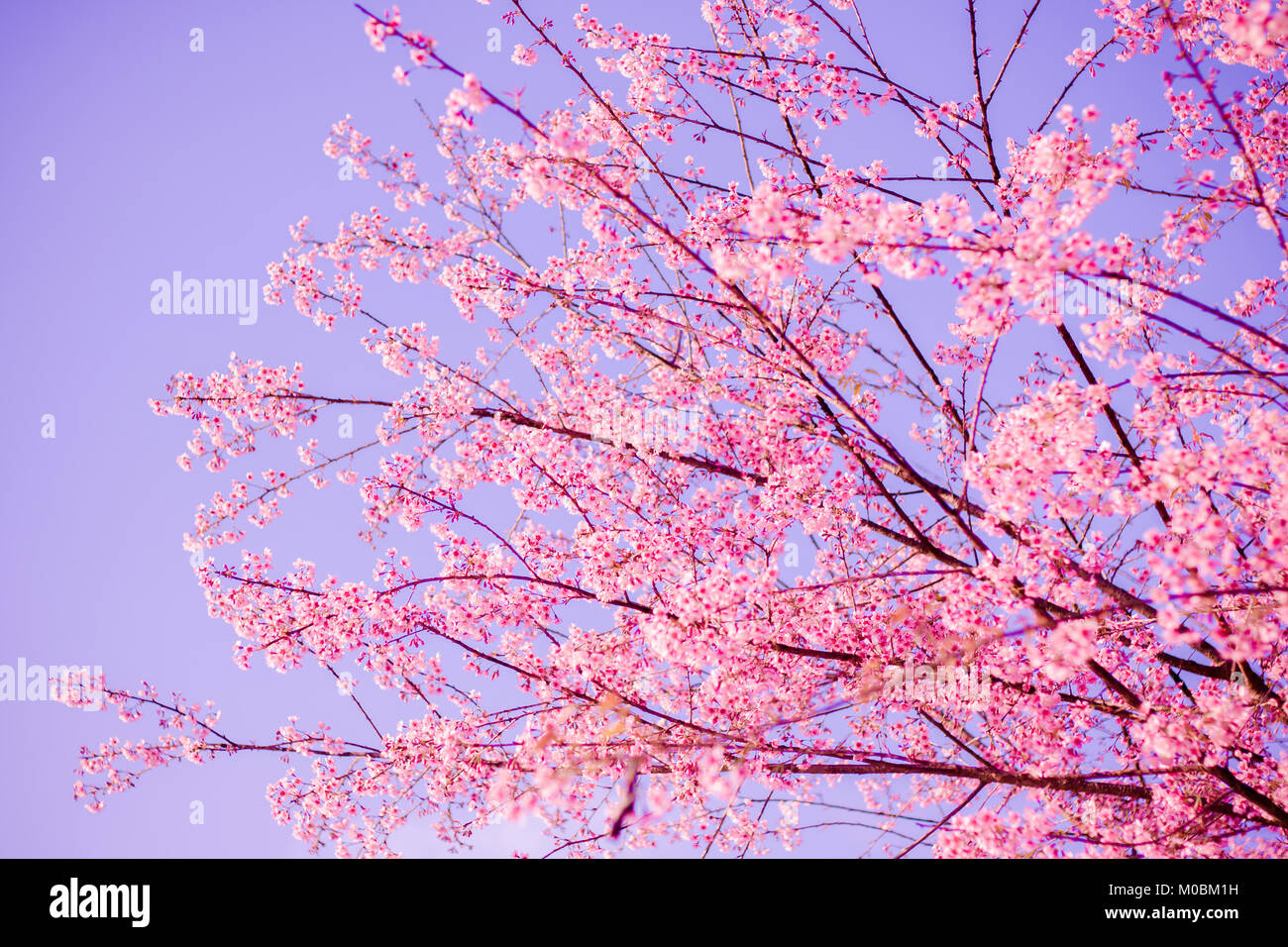 Wild himalayana fiore di ciliegio (Prunus cerasoides) Foto Stock