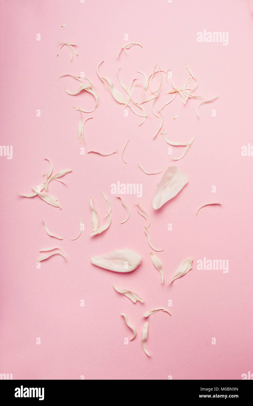 Rosa pastello con sfondo bianco petali di rose, vista dall'alto, laici piatta Foto Stock